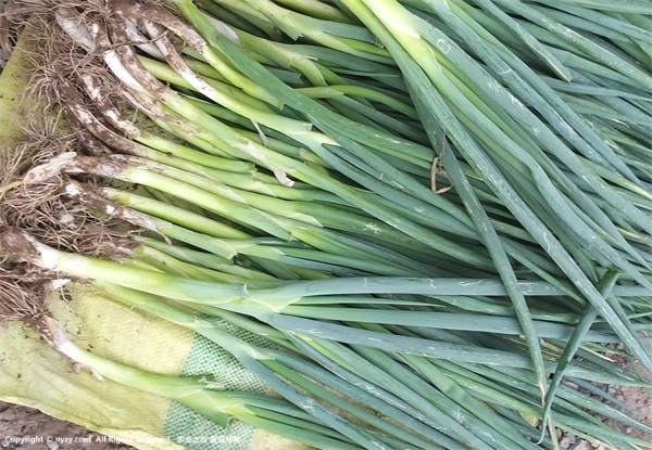 大蔥種植時(shí)間及對(duì)環(huán)境的要求 大蔥種植時(shí)間及對(duì)環(huán)境的要求