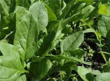 菠菜用肥料要謹(jǐn)慎 菠菜用肥料要謹(jǐn)慎