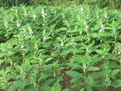 芝麻追肥的時(shí)間和方法 芝麻追肥的時(shí)間和方法